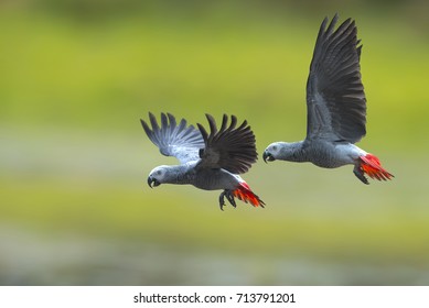 Bird, African grey parrot flying