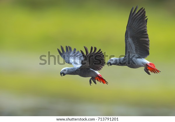 Bird, African grey parrot\
flying