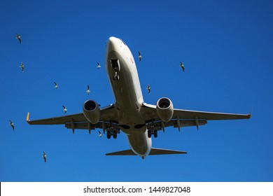 Bird Aircraft Strike Hazard. Airplane Slams Into A Flock Of Birds.