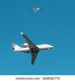 Bird Aircraft Strike Hazard. Airplane And Seagull In Blue Sky