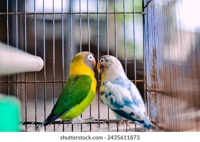 The bird is alone with its lover in a cage, and romantic, this bird is very beautiful with its beautiful feathers and charming beak. love bird