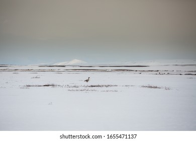 Bird Alone On A Glacier In The Middle Of Nowhere