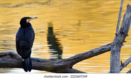 Bird Animal Cormorant On A Dry Tree In Nature