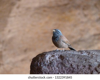 bird animal nature - Shutterstock ID 1322391845