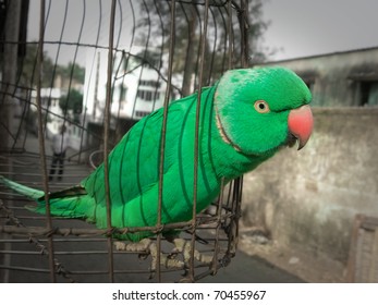 Bird, animal is trying for its freedom