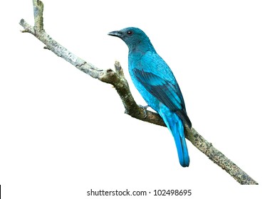 Bird (Asian Fairy Bluebird ) Isolated On White Background