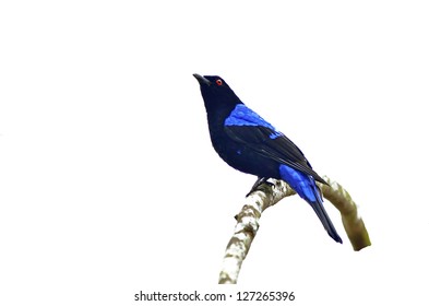 Bird (Asian Fairy Bluebird ) Isolated On White Background