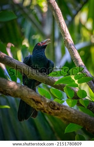 Bird, Asian Koel (Male Common Koel) perched on a tree branch.