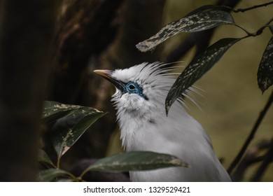 Bird At Atlanta Zoo