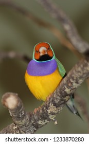 Bird, Australia, Healesville Sanctuary