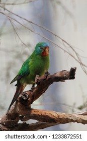 Bird, Australia, Healesville Sanctuary