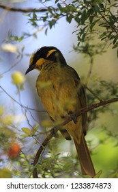 Bird, Australia, Healesville Sanctuary