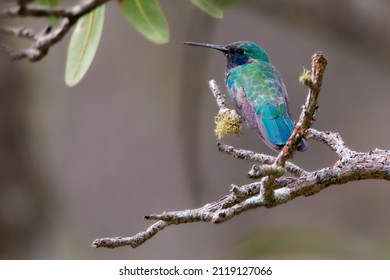 Bird (aves) From Brazilian Cerrado