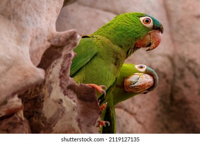 Bird (aves) From Brazilian Cerrado