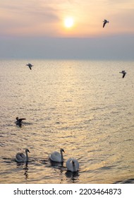 Bird Back Home In Sunset On Horizental Of Sea Side. Beauty In Nature Concept