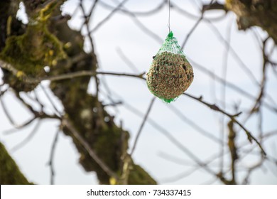 Bird Ball Hang Tree Branch Stock Photo 734337415 | Shutterstock