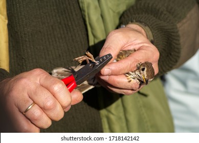 Bird Banding By Ornithologists During Their Migration Through Europe. Malaga, Spain