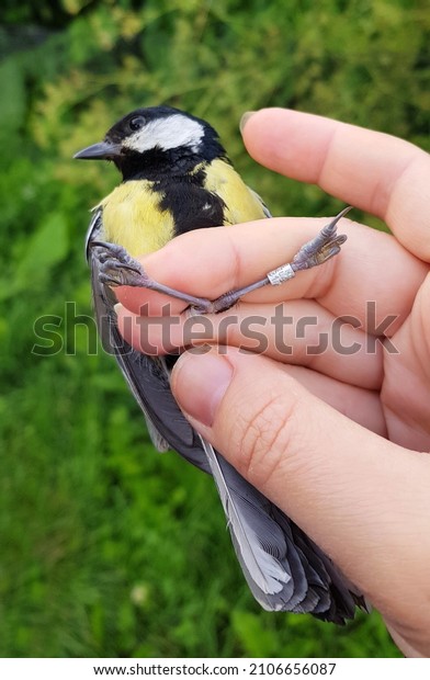 Bird banding station, ornithology. A man is holding\
a ringed little bird in his hands. Bird watching in the forest.\
Hands, tit, bird\'s foot,\
ring.