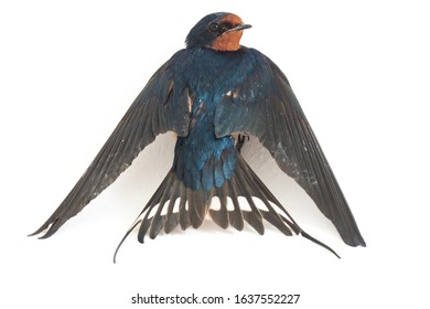 Bird Barn Swallow (Hirundo Rustica) Or Swift Isolated On A White Background