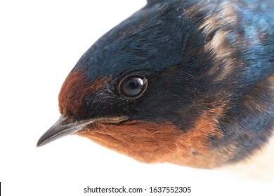 Bird Barn Swallow (Hirundo Rustica) Or Swift Isolated On A White Background