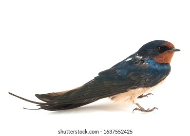 Bird Barn Swallow (Hirundo Rustica) Or Swift Isolated On A White Background