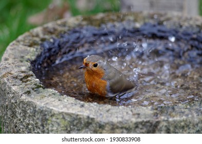 The Bird Bath For Drinking And Bathing, The Robin Lets The Water Splash