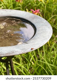 Bird Bath with Lady bug