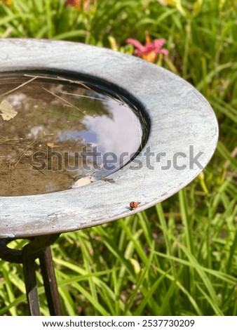 Bird Bath with Lady bug
