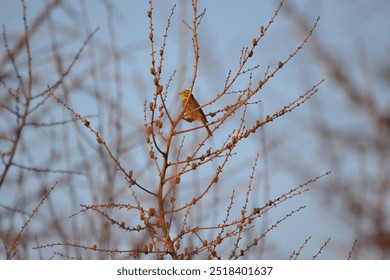 Bird bathing in the sunset rays
