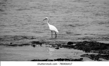 Bird at the beach