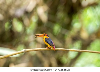 Bird, beautiful bird, black backed kingfisher (Oriental Dwarf Kingfisher) or  three-toed kingfisher