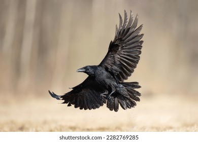 Bird beautiful flying raven Corvus corax North Poland Europe	
				