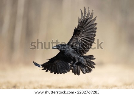 Bird beautiful flying raven Corvus corax North Poland Europe	
