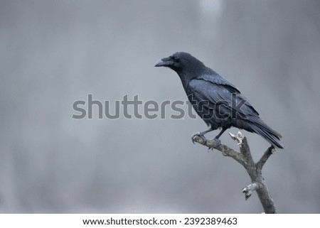 Bird beautiful raven Corvus corax North autumn time Poland Europe