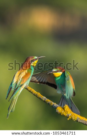 Similar – colorful bird Freedom