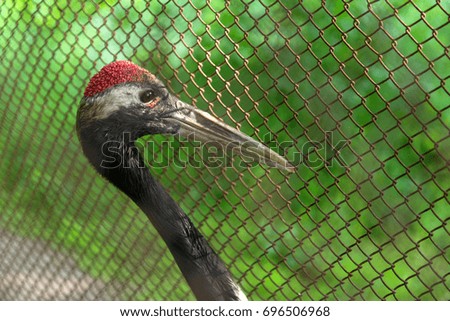 The bird behind bars