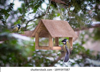 Bird In The Birdhouse In Winter