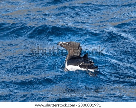 A bird with a black head and white underbelly swims gracefully through deep blue waters.