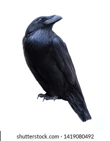 Bird Black Raven Isolated On White Background