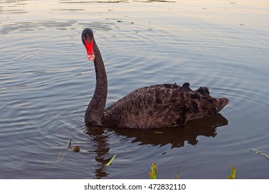 Bird Black Swan Swims In The Evening On The Blue Lake