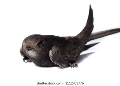 bird black swift with white background