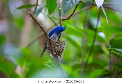 A Bird, Black-naped Monarch Nesting And Feeding Babies In The Jungle.