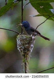 A Bird, Black-naped Monarch Nesting And Feeding Babies In The Jungle.