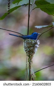 A Bird, Black-naped Monarch Nesting And Feeding Babies In The Jungle.