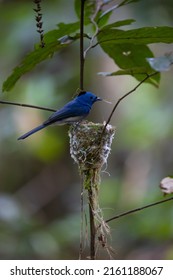 A Bird, Black-naped Monarch Nesting And Feeding Babies In The Jungle.