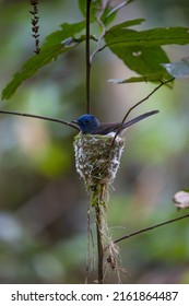 A Bird, Black-naped Monarch Nesting And Feeding Babies In The Jungle.