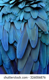 Bird, Blue And Gold Macaw Feathers.