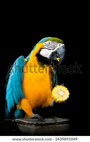 Bird Blue macaw parrot eats corn with isolated white background