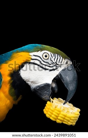 Bird Blue macaw parrot eats corn with isolated white background