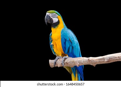 Bird Blue macaw parrot with isolated black background